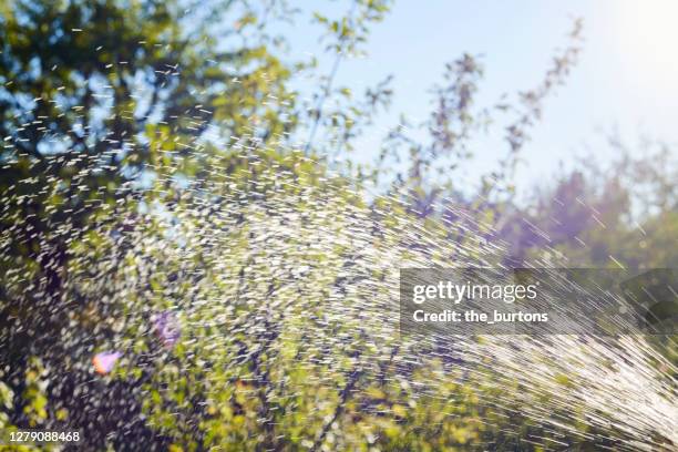 water jet of a garden hose, watering plants in garden in summer - hosepipe stock pictures, royalty-free photos & images