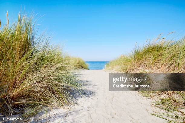 footpath through the dunes to the beach and sea in summer - marram grass stockfoto's en -beelden