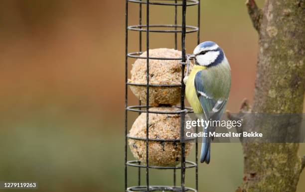 blue tit on birdfeeder - feeding stock pictures, royalty-free photos & images