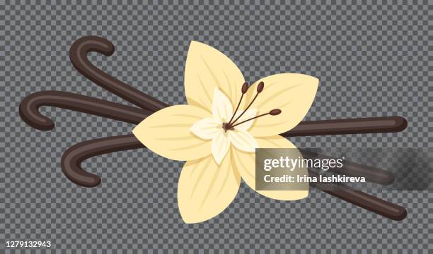 vanilla pods and flower. vector illustration. - vanilla stock illustrations