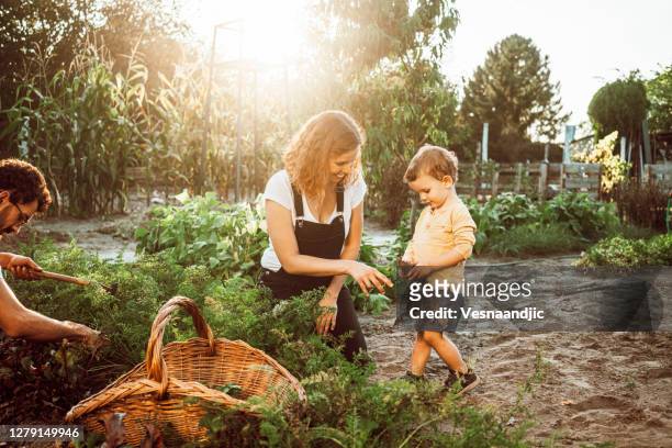 familiengärtnerei zusammen - family gardening stock-fotos und bilder