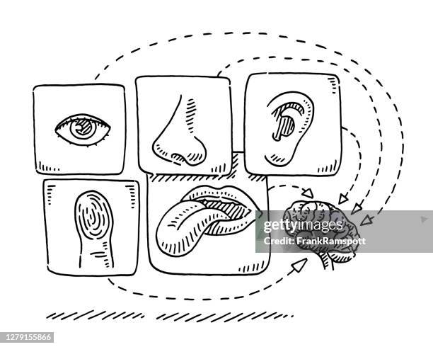 ilustraciones, imágenes clip art, dibujos animados e iconos de stock de dibujo infográfico cerebral de los cinco sentidos humanos - percepción sensorial