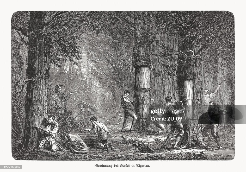 Cork extraction in Algeria, wood engraving, published in 1893