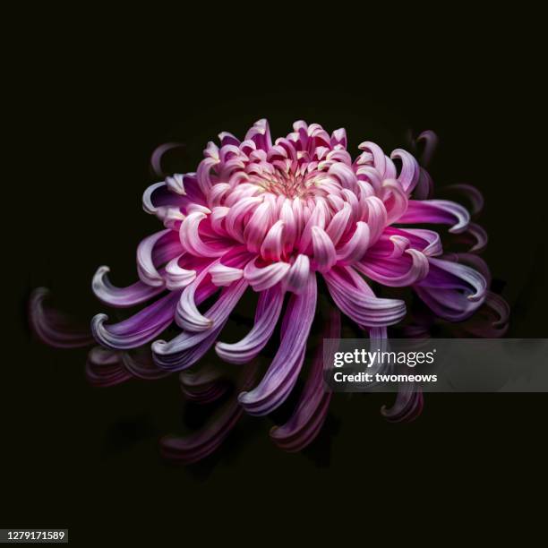 one purple chrysanthemum flower head portrait. - chrysanthemum stock pictures, royalty-free photos & images