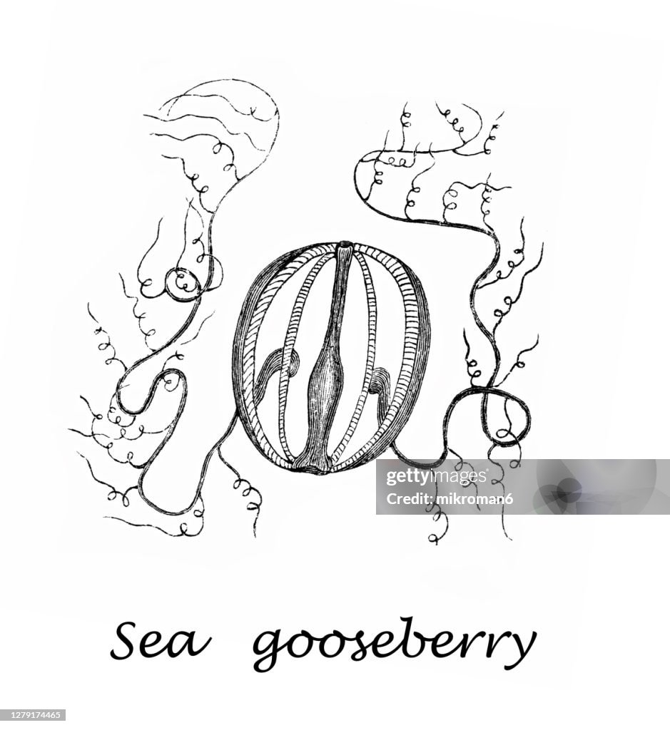 Old engraved illustration of sea gooseberry (Cydippe)