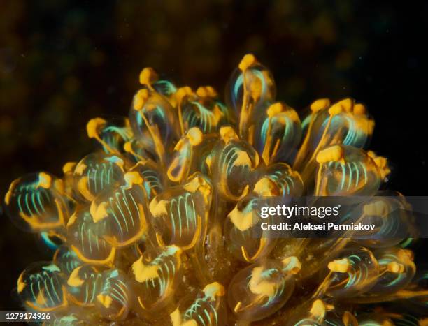 colony of sea squirts - sea squirt stock pictures, royalty-free photos & images