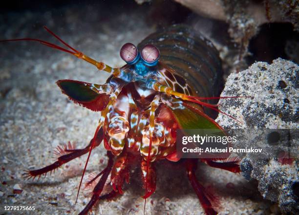 odontodactylus scyllarus - peacock mantis shrimp - mantis shrimp stock pictures, royalty-free photos & images