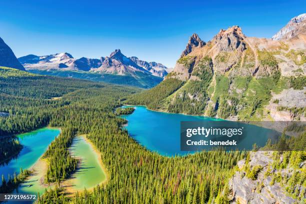 lago o'hara yoho parco nazionale british columbia canada - lago o'hara foto e immagini stock