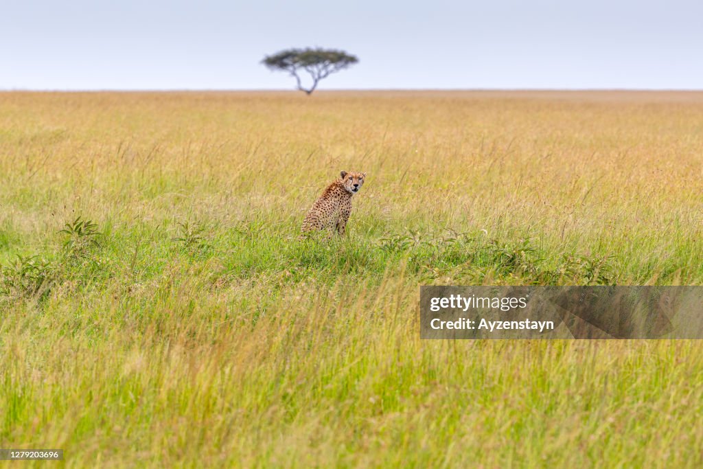 Cheetah's endless savannah for hunting at wild. Alone Acacia Tree
