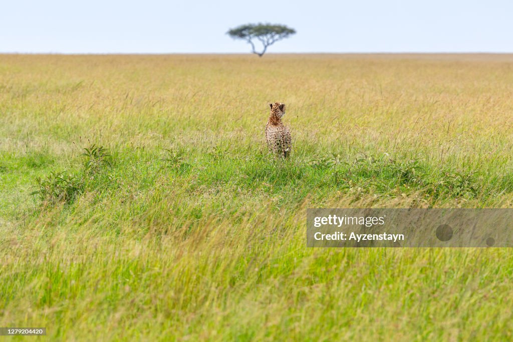 Cheetah's endless savannah for hunting at wild. Alone Acacia Tree