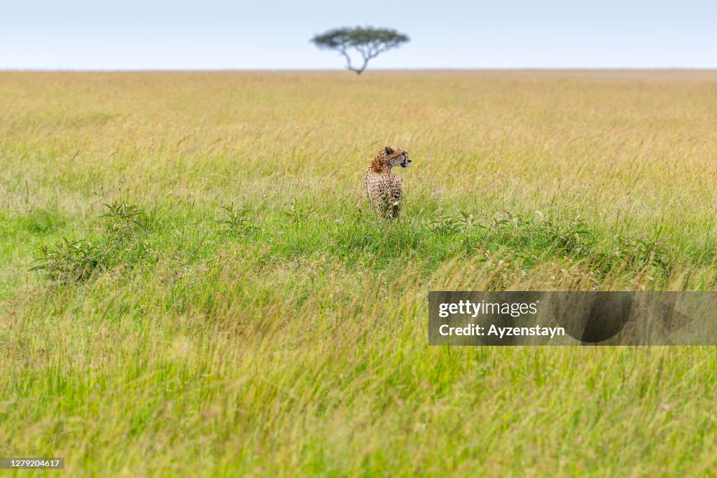 Cheetah's endless savannah for hunting at wild. Alone Acacia Tree