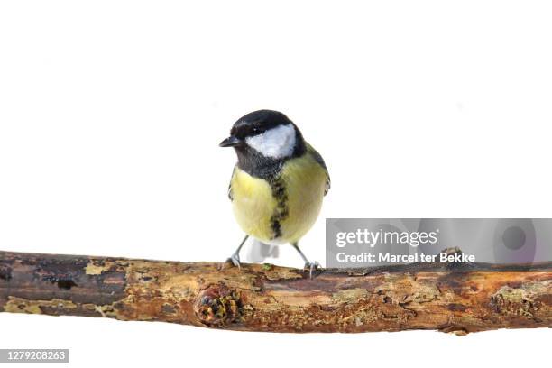 great tit against white background - kohlmeise stock-fotos und bilder