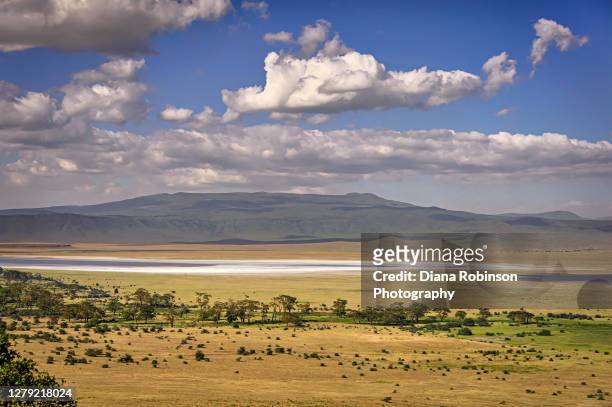 a large salt lake in the middle of ngorongoro crater, tanzania, east africa - ngorongoro foto e immagini stock
