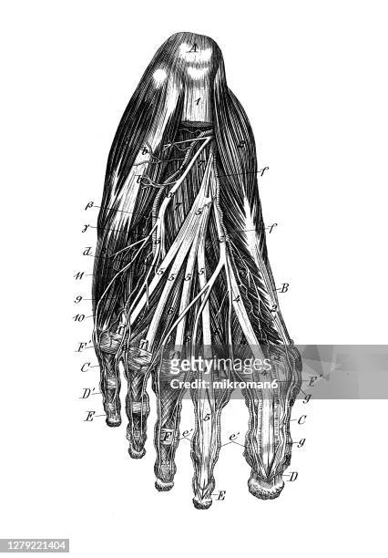 old engraved illustration of the muscular and venous system in the human leg - feet model stock pictures, royalty-free photos & images