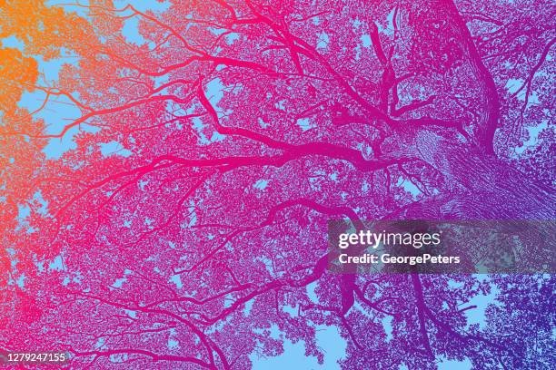 oak tree with fall colors - bare tree stock illustrations