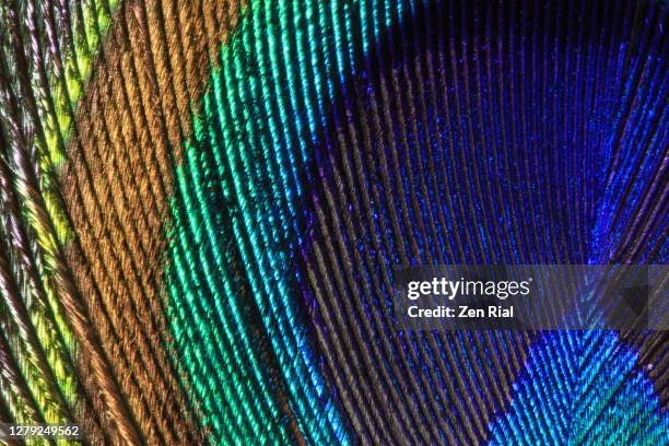 extreme close up of a peacock tail feather showing details and markings in vibrant colors - pavone foto e immagini stock