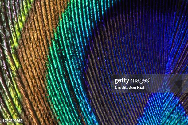 extreme close up of a peacock tail feather showing details and markings in vibrant colors - peahen stock pictures, royalty-free photos & images