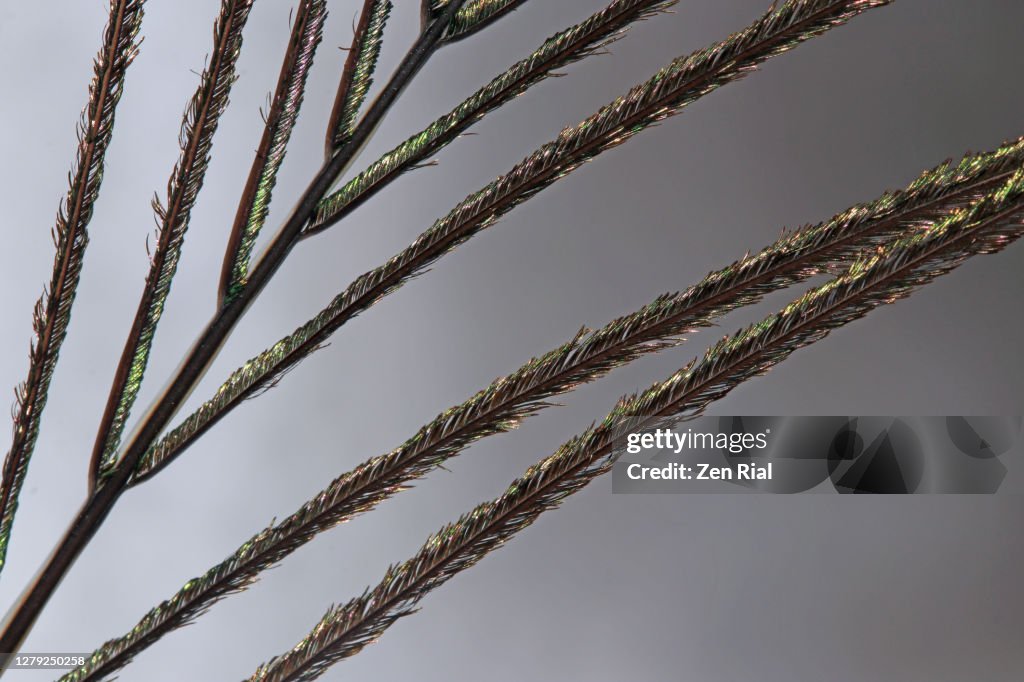 Close up of a peacock tail feather showing details against gray background