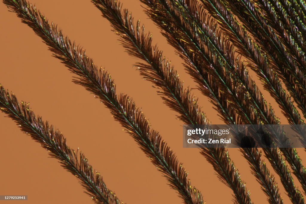 Close up of a peacock tail feather showing details against brown background