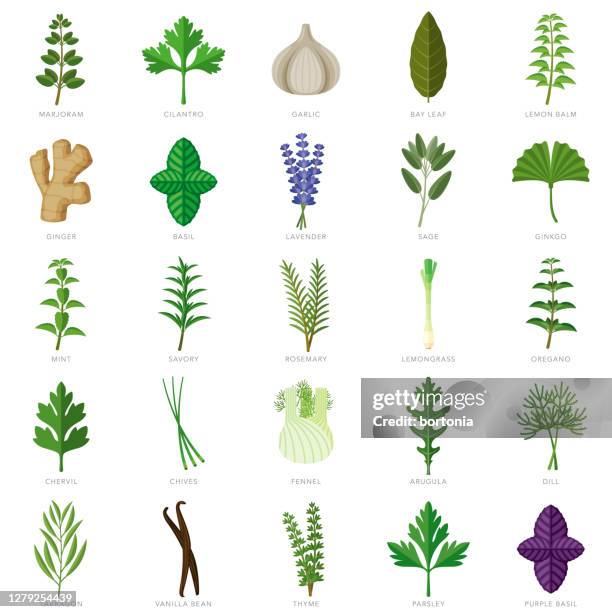 ilustraciones, imágenes clip art, dibujos animados e iconos de stock de conjunto de iconos de hierbas y especias - lavanda