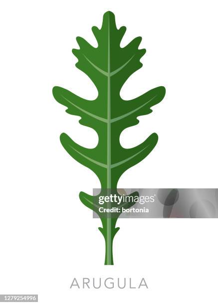 arugula herb and spice icon - arugula stock illustrations