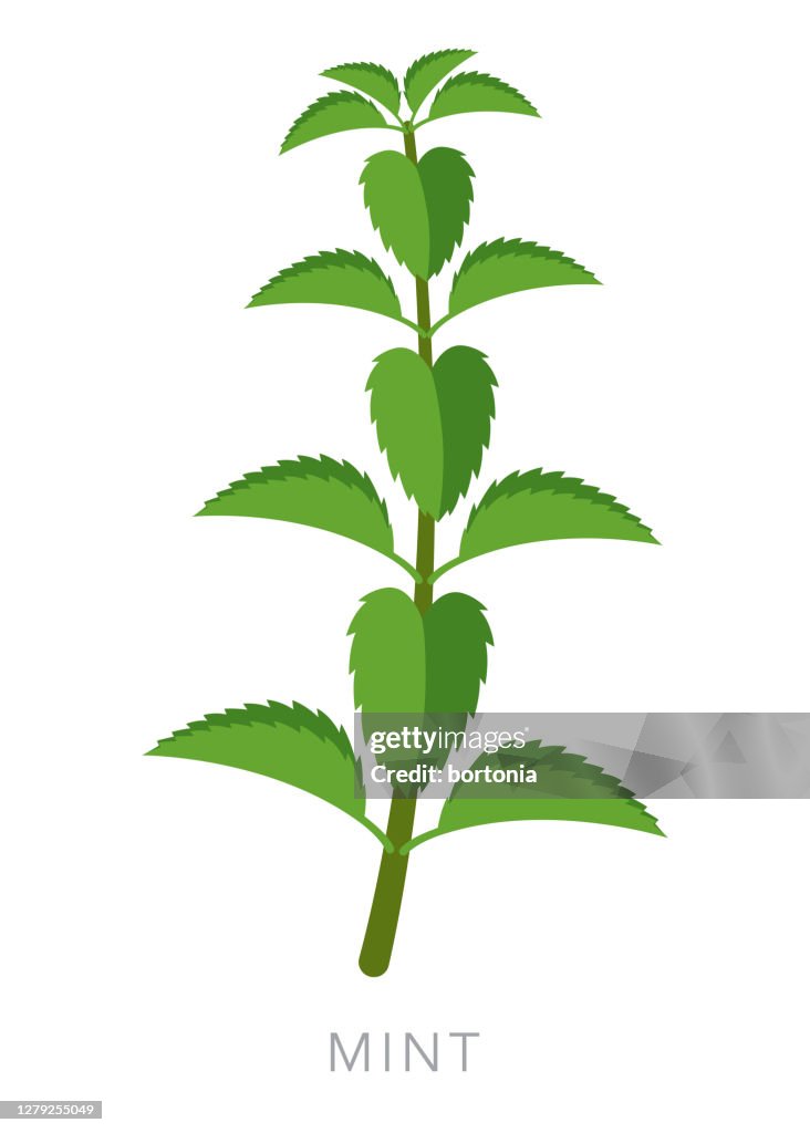 Mint Herb and Spice Icon