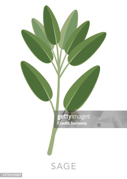 ilustraciones, imágenes clip art, dibujos animados e iconos de stock de icono de hierba y especias de salvia - salvia