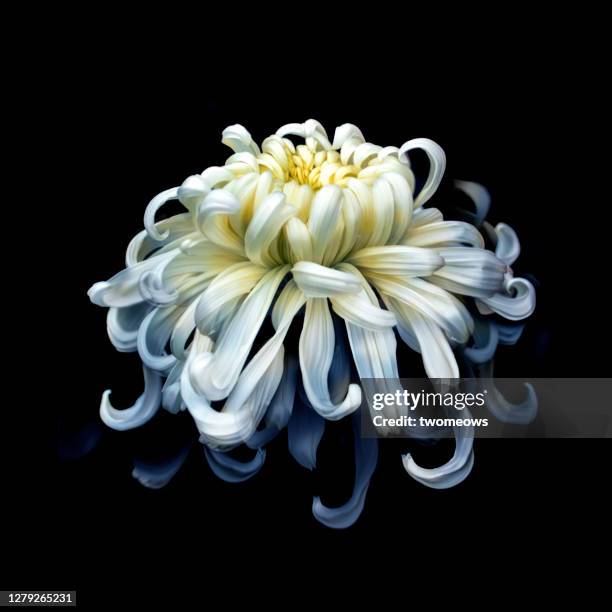 one white chrysanthemum flower head portrait. - chrysanthemum fotografías e imágenes de stock