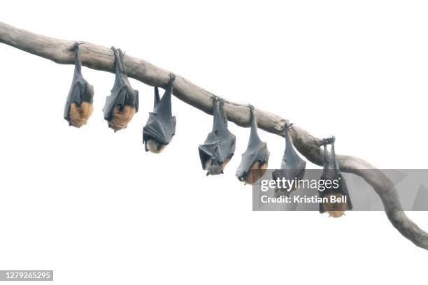 wild grey-headed flying fox (pteropus poliocephalus) bats hanging from branch in high-key - bat animal 個照片及圖片檔