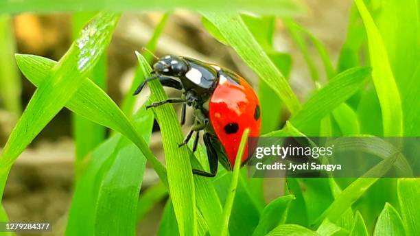 little ladybugs hovering on plants - ladybug stockfoto's en -beelden