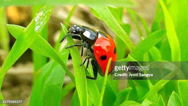little ladybugs hovering on plants - coccinella stock pictures, royalty-free photos & images