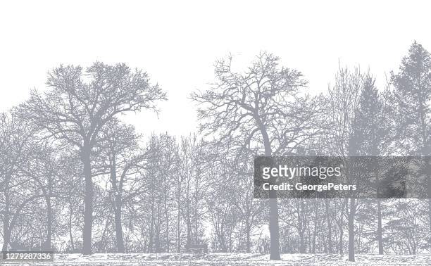 trees in a row - oak woodland stock illustrations