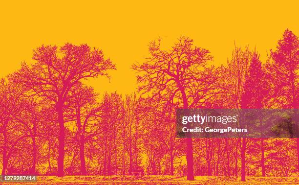 trees in a row - pine tree trunk stock illustrations