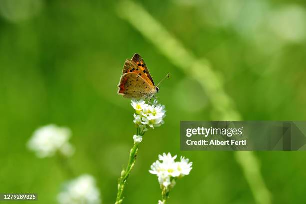 kleiner feuerfalter bei der bestäubung - bestäubung stock pictures, royalty-free photos & images