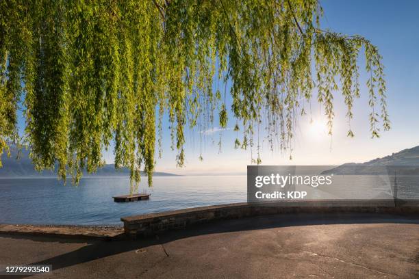 landscape tranquil scene and beautiful weeping willow tree of lake geneva, vevey, switzerland. - geneva switzerland stockfoto's en -beelden