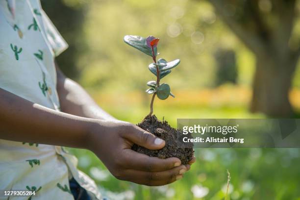 african boy planting trees in nature - jong boompje stockfoto's en -beelden