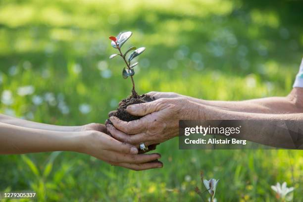 child being handed a young tree seedling by a senior woman in nature - old life new life stock pictures, royalty-free photos & images