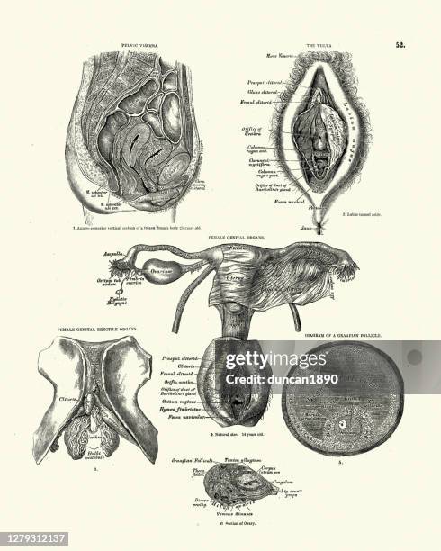 beckenviszere, vulva, weibliche geschlechtsorgane, viktorianische anatomische zeichnung - schamlippen stock-grafiken, -clipart, -cartoons und -symbole