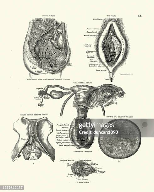 ilustrações de stock, clip art, desenhos animados e ícones de pelvic viscere, vulva, female genital organs, victorian anatomical drawing - figura feminina