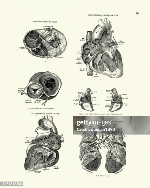 menschliche anatomie, sektion, kammern des herzens, viktorianische natomare zeichnung - medical diagram stock-grafiken, -clipart, -cartoons und -symbole