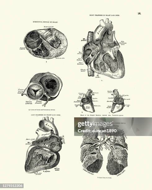 bildbanksillustrationer, clip art samt tecknat material och ikoner med människans anatomi, sektion, hjärtkammare, viktoriansk anatomisk teckning - heart ventricle