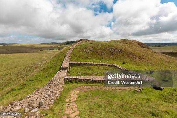 uk, england, hexham, cattle grazing in front of hadrians wall - hadrians wall stock pictures, royalty-free photos & images