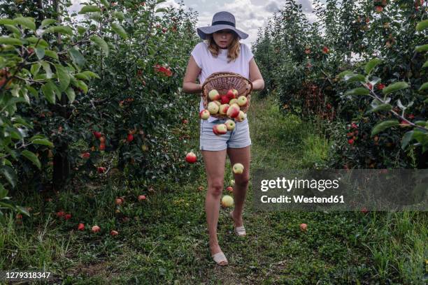 apples falling from basket held by woman in orchard - apple falling from a tree stock-fotos und bilder