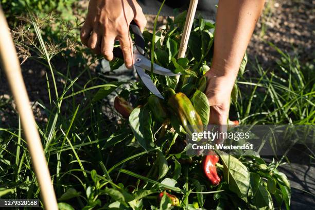 hands of male chef cutting jalapeno pepper from plants in orchard - jalapeno pepper ストックフォトと画像