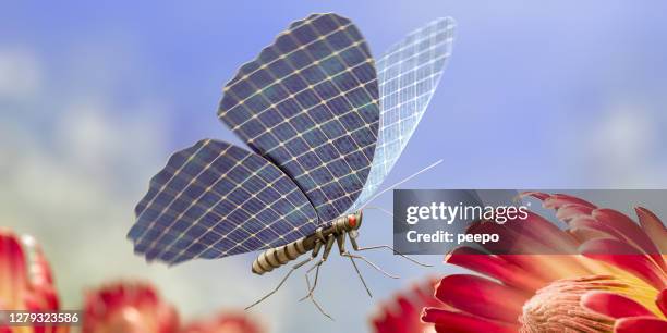 miniature robotic butterfly with solar panel wings flies near flower - microgrid stock pictures, royalty-free photos & images