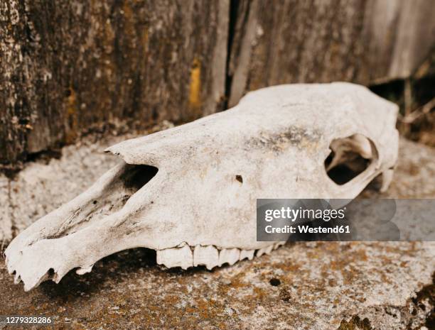 jaws and teeth fossil of the creation of an andean llama - mammal fossil stock pictures, royalty-free photos & images