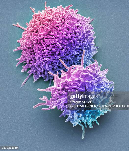 resting t lymphocytes, sem - cellule t photos et images de collection