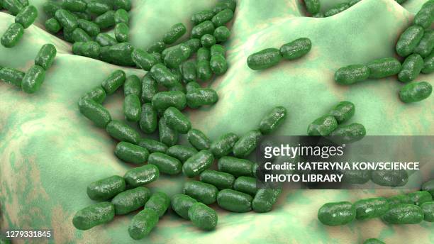 kingella kingae bacteria, illustration - binary fission stock illustrations