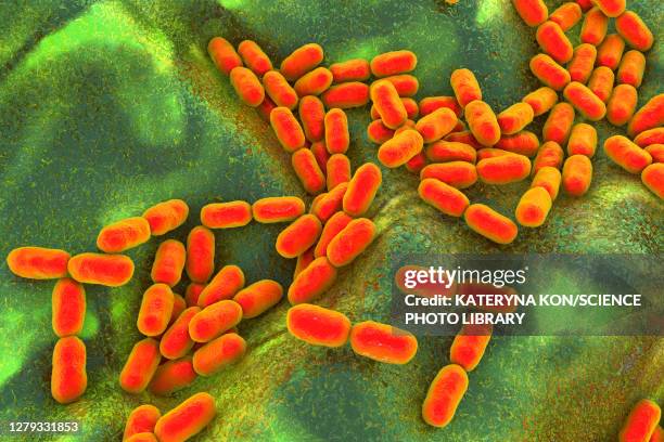 kingella kingae bacteria, illustration - binary fission stock illustrations
