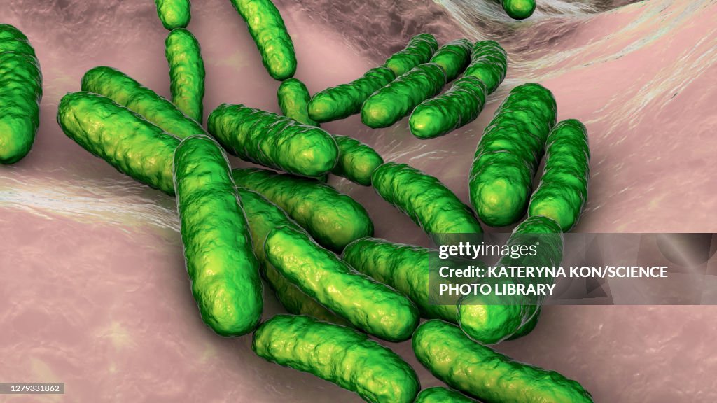 Lactobacillus bacteria, illustration